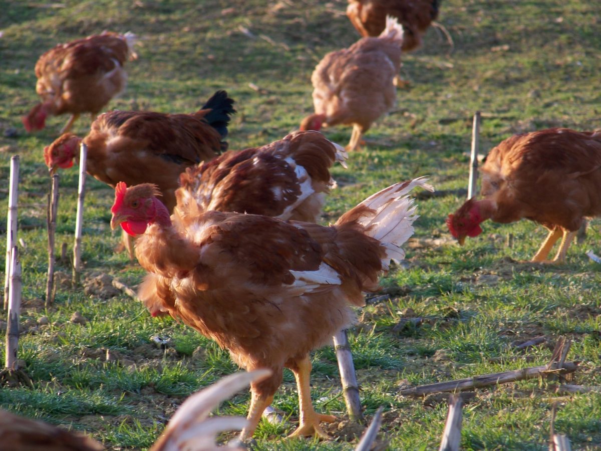 poulets roux élevés dans le Gers