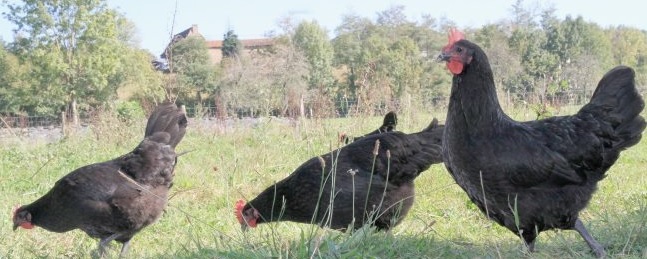 Poule Noire Astarac Bigorre