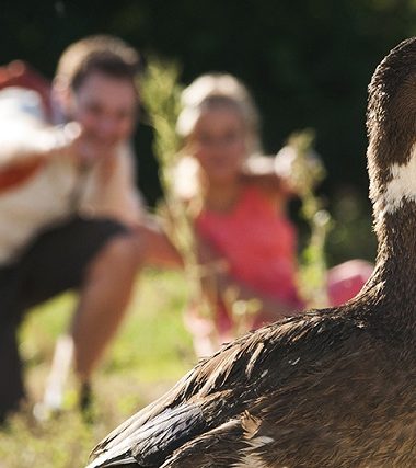 Farm visits – agritourism