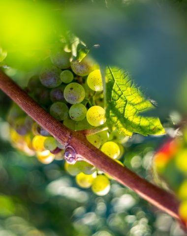 Vineyard in the Gers