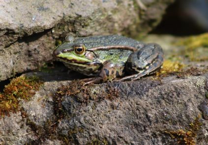 Sortie nature : “Amphi’bien dans la mare”
