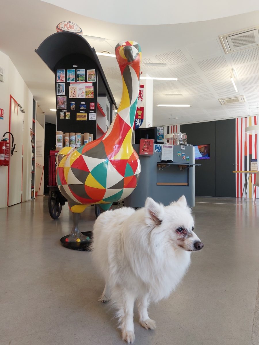 Chien à l'office de tourisme d'Auch