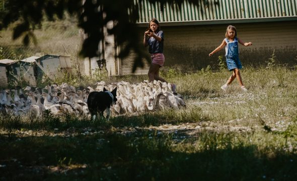 Un reportage sur l’élevage des canards