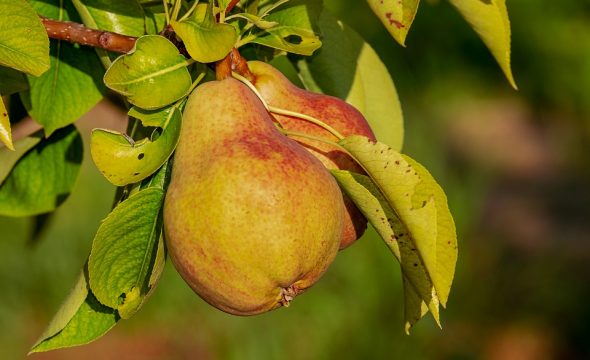 La poire d’Auch