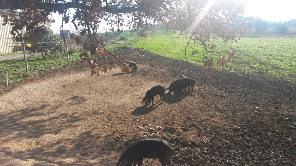 Ferme de bidache
