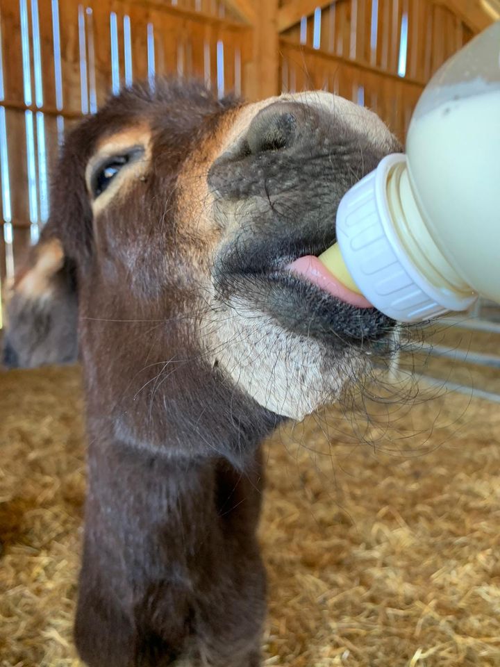 Donkey bottle © La Ferme du Hitton Facebook