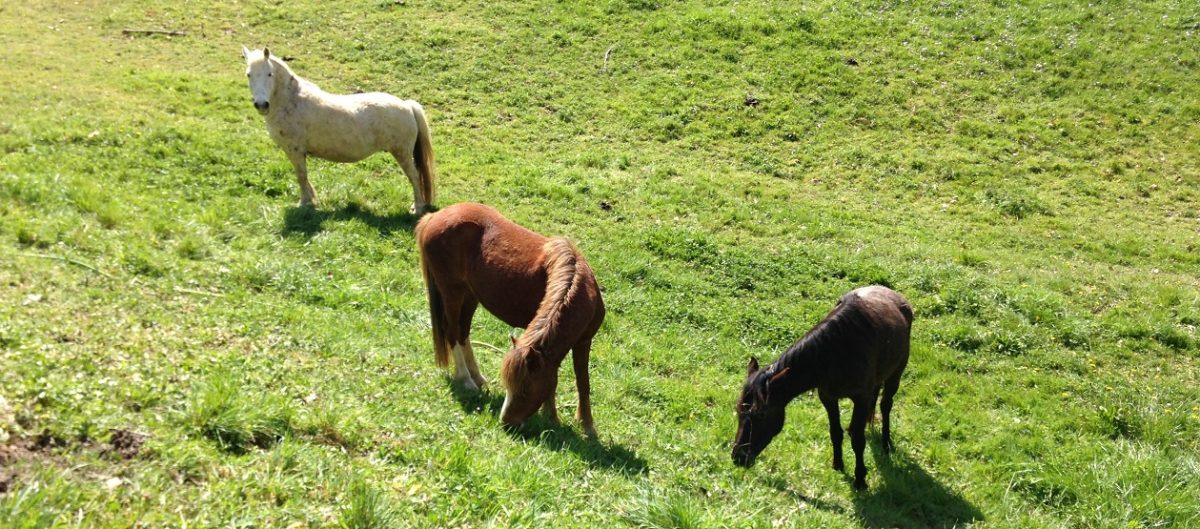 chevaux domaine Bouscassé