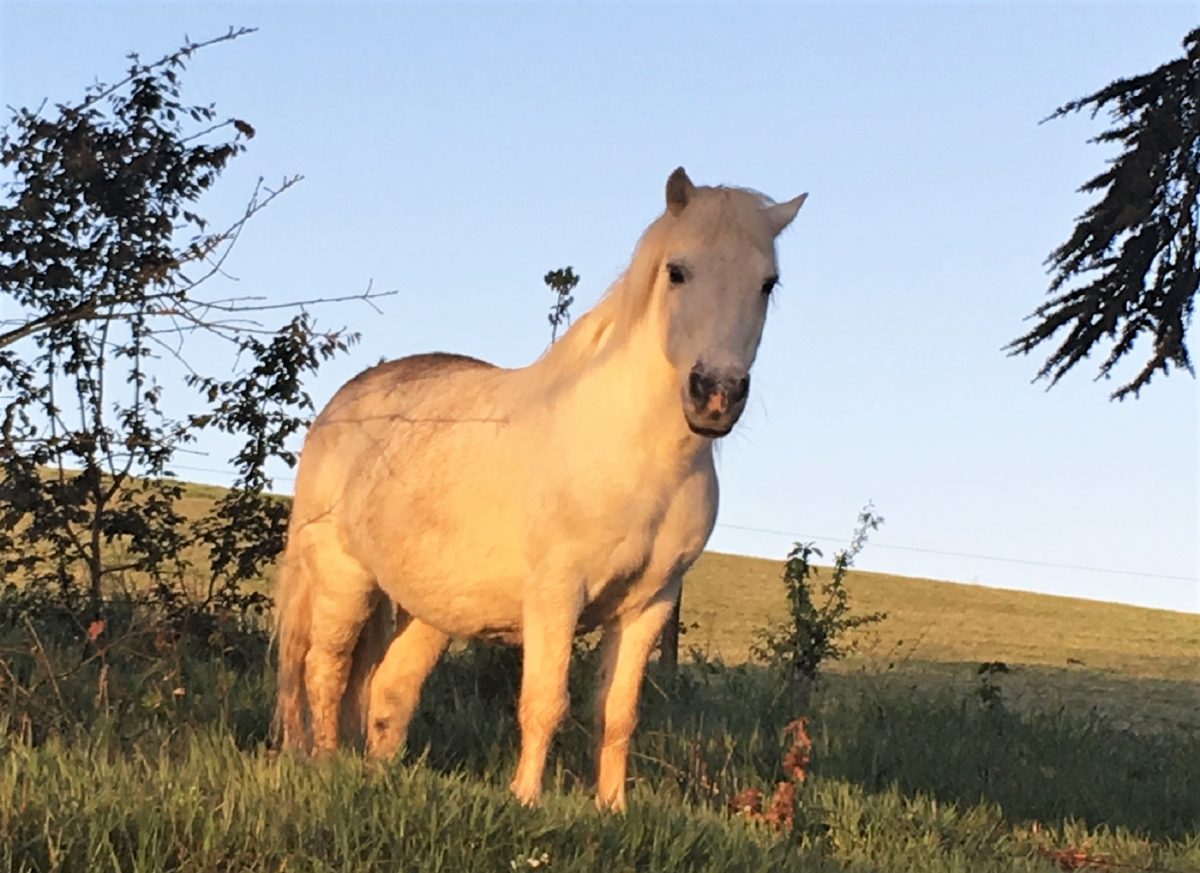cheval aux écuries du Bouscassé