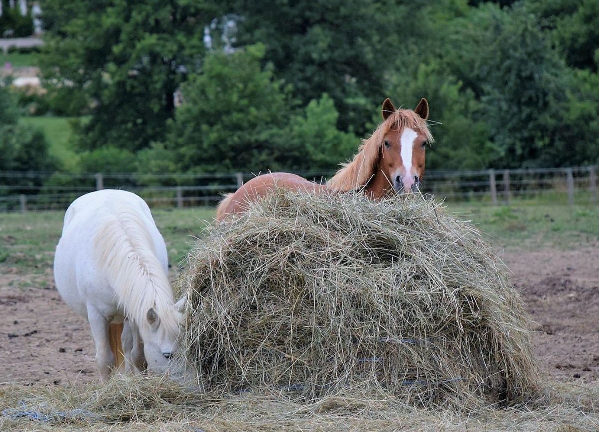 chevaux écuries du Bouscassé