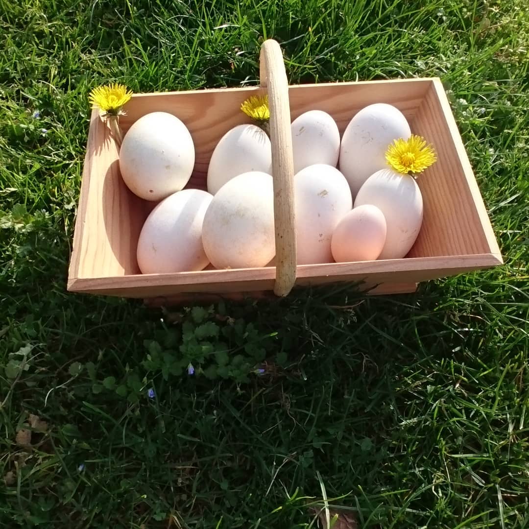 huevos de primavera la granja Vallon des Rêves