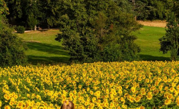 Se souvenir des tournesols : le Gers sur grand écran