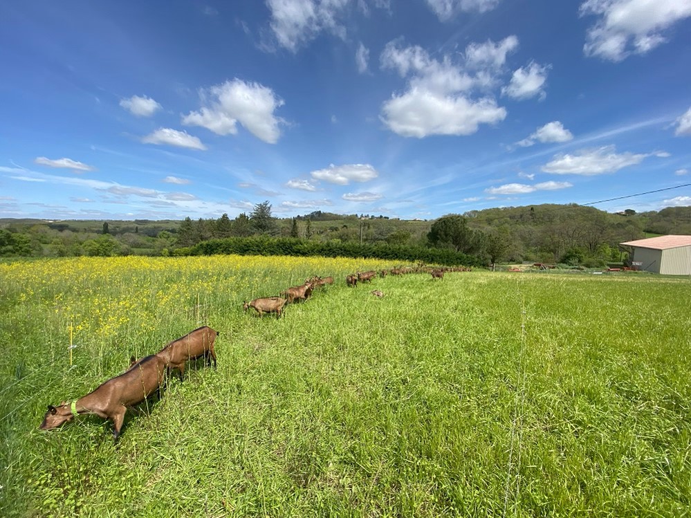 © La Ferme du Serré Chèvres La Ferme du Serré
