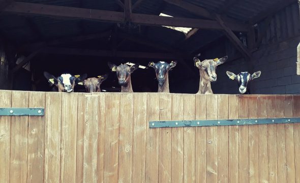 Viens, on va à la Ferme du Serré !