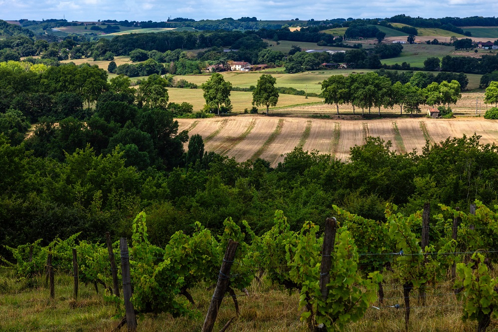 Domaine de Herrebouc © Collection Tourisme Gers/Arnaud Späni Vignes Domaine de Herrebouc