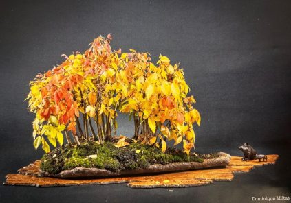 Exposition : Les bonsaïs auscitains