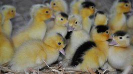 La Ferme en Castéra