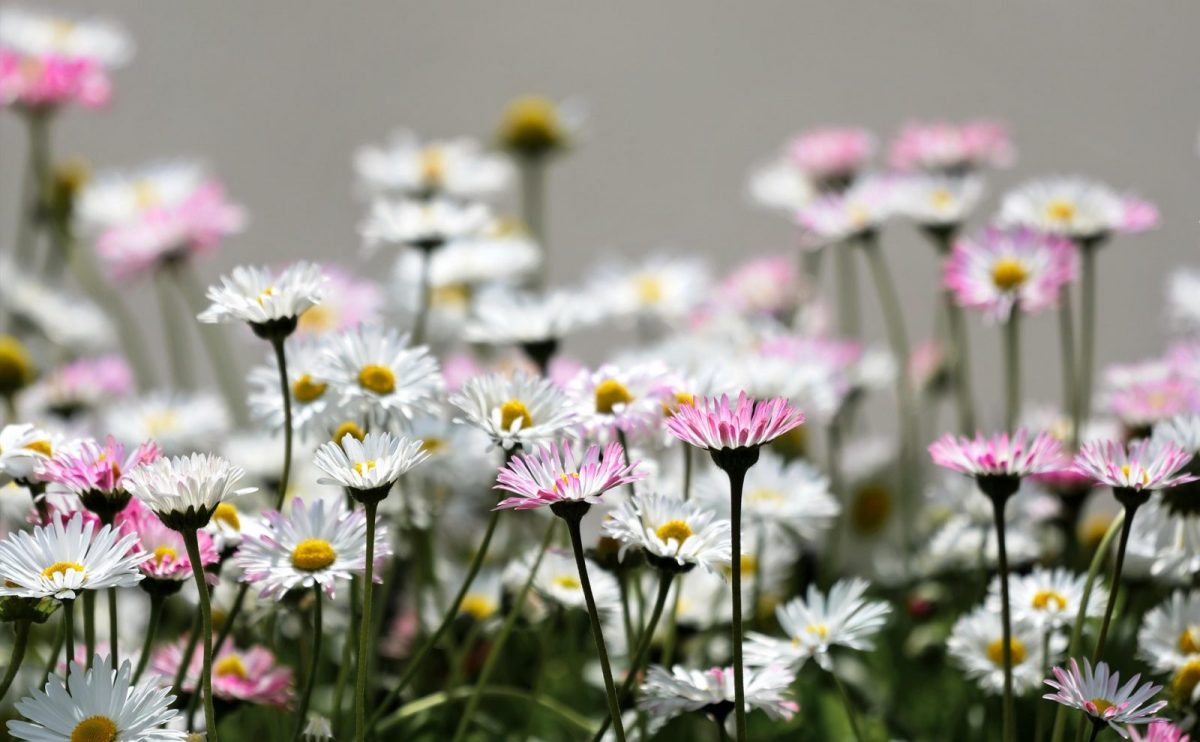 Marché aux fleurs © Pixabay