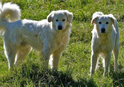 Conférence : « Chiens de troupeaux »