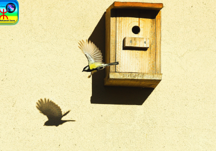 Café et atelier « fabrication de mangeoires et nichoirs »