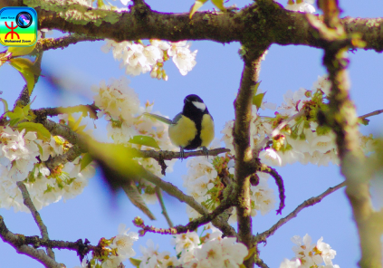 Animation biodiversité sur les oiseaux