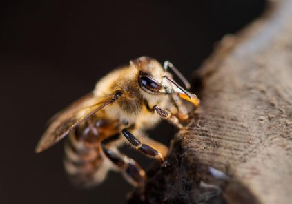 Conférence : « Les bienfaits santé de l&rsquo;air des ruches »
