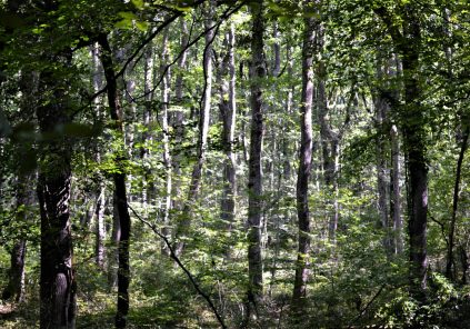 Atelier des petits curieux : « Contes et forêt »