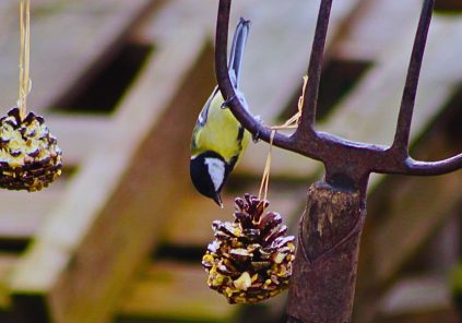 Café et sciences participatives