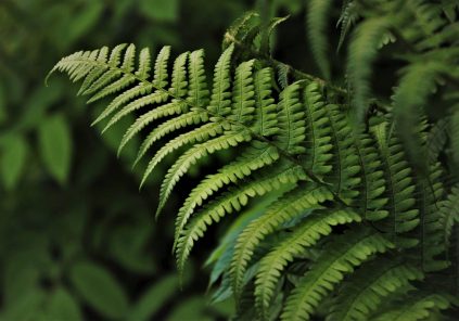 Journée nettoyage nature : « J&rsquo;aime la nature propre »
