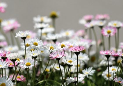 Marché aux fleurs de l&rsquo;APE de Puycasquier