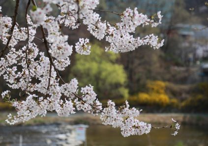 Balade botanique : à la rencontre des plantes sauvages