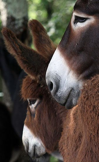 Close up donkey