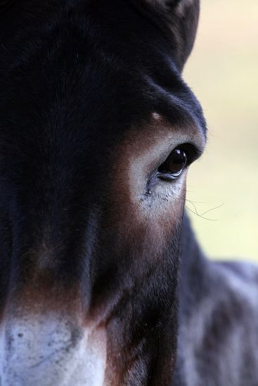 Close-up on a donkey