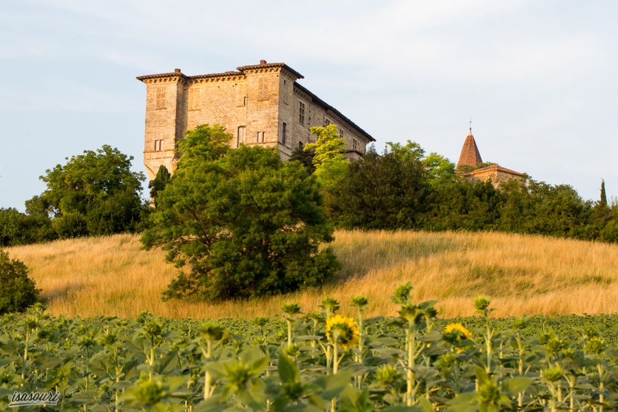 Lavardens castle and field of sunflowers
